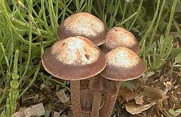 Para cogumelos mágicos na Tailândia