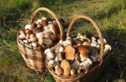Recursos e dicas para conservar cogumelos