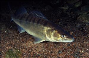 Peshku pike-perch: përshkrimi dhe përfitimet, kundërindikacionet Pse peshku pike-perch është i dobishëm për njerëzit