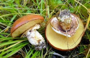 Cogumelo Oiler: tipos e características de cultivo em casa