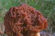 Kuinka erottaa morels sienistä Ovatko sienet syötäviä vai eivät?