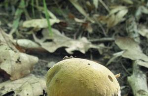 Veľký neznamená jedlý: podrobný popis hríbu dubového Lamelovitý hríb podobný hríbu dubovému