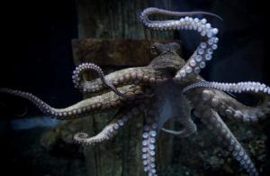 Кой е най-големият октопод в света?