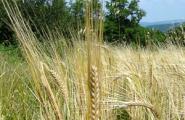Cevada (cereal): descrição, tecnologia de cultivo, variedades, aplicação