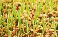 Пшеничните кълнове ползи и вреди как да се Защо са полезни кълновете