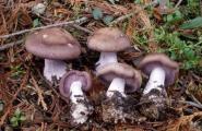 Këto kërpudha të mahnitshme të purpurta të ngrënshme