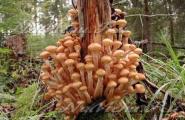 Podzimní medová houba - nebezpečný dvojník (jméno)