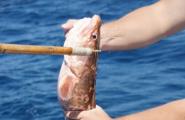 Peixe Congrio (clip rei): benefícios e malefícios, fotos, comentários