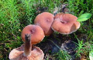 Si duken dhe ku rriten kërpudhat laktike Lacticaria ushqimore.