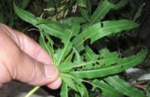 Angustifolia fireweed (върбова трева): лечебни свойства, рецепти, подготовка