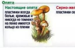Хибні та їстівні гриби опеньки
